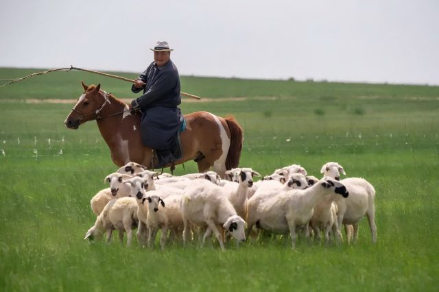 开幕阳坊涮肉携中外特使草原开鲜麻将胡了试玩平台全国首个头羊节(图9)
