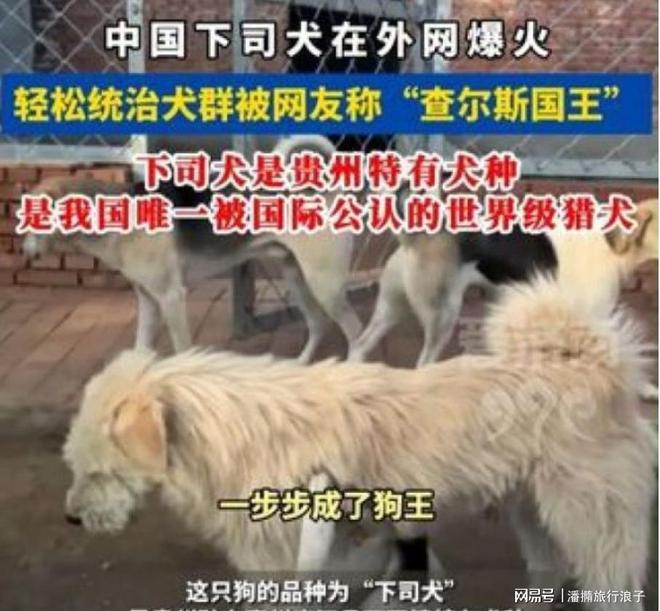 ”爆火！身价飙升至10万美元狗主人被扒麻将胡了2试玩网站贵州下司犬“查理国王(图9)