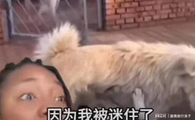 ”爆火！身价飙升至10万美元狗主人被扒麻将胡了2试玩网站贵州下司犬“查理国王(图4)