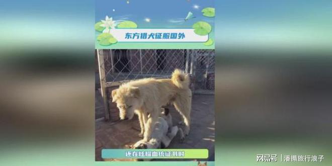 ”爆火！身价飙升至10万美元狗主人被扒麻将胡了2试玩网站贵州下司犬“查理国王(图7)