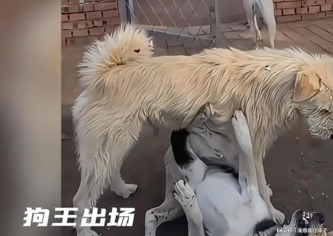 ”爆火！身价飙升至10万美元狗主人被扒麻将胡了2试玩网站贵州下司犬“查理国王(图2)