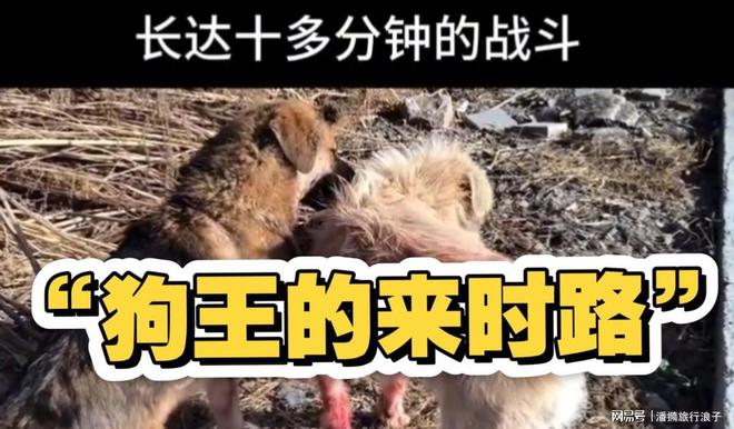 ”爆火！身价飙升至10万美元狗主人被扒麻将胡了2试玩网站贵州下司犬“查理国王(图5)